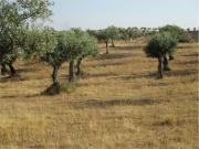 Quinta toda vedada com 3,4 hectares