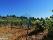 Quinta Venda em Silgueiros,Viseu
