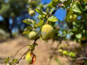 Quinta/Herdade, Castelo Branco, Castelo Branco | BPI...
