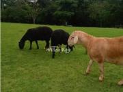 Quinta/Herdade T8, Albernoa e Trindade, Beja | BPI...