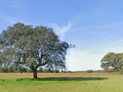 Quintas e casas rústicas em Santa Vitória e Mombeja
