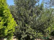 Quintas en Venta en Palmitos Hacienda Palmitos