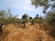 Quintinha, Orca, Fundão | BPI Expresso Imobiliário