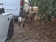 Quintinha T2, Pontével, Cartaxo | BPI Expresso Imobiliário Quintinha T2, Pontével, Cartaxo | BPI Expresso Imobiliário