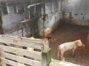 Rancho com 2 dormitórios à venda por R$ 2.500.000,00...