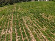 Rancho con casas y caballerisas en el bosque