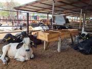 Rancho en venta en Emiliano Zapata I, Chiapa de Corzo,...
