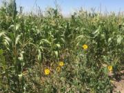 Rancho en venta cerca de San Miguel de Allende y Dolores...
