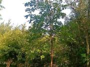 Rancho en venta en Cadereyta Jimenez Centro, Cadereyta...