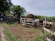 Rancho en venta en Santa María, Conkal, Yucatán