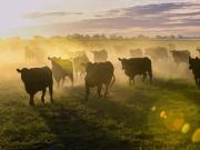 Rancho ganadero en venta cría y engorda de bovinos