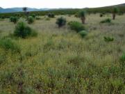 RANCHO GANADERO EN VENTA EN JIMENEZ, CHIHUAHUA 1000 HAS