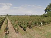 Belle propriété viticole, maison XVIIIème 8 pièces, 313...