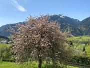 Rarität in Toplage von Kitzbühel Baugrundstück mit...