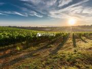 Rarität Ackerfläche bewirtschaften od. investieren