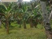 RAW lots along the highway of Nabunturan near crossing...