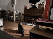 Recherche d'un.e coloc