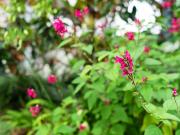 Relaxed Indoor/Outdoor Lifestyle in Walk to Everywhere...