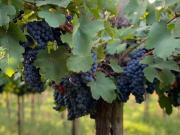 Rem propiedades vende fincas en lavalle. Mendoza