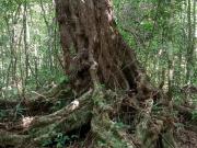 REMATE 10 hectareas tituladas Ruta de los cenotes