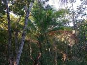 REMATE 2 hectareas con pozo y frutales