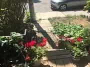 Charming 2 Rear 79 Berkshire Avenue, Toronto, ON, M4M...