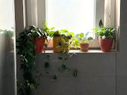 Renting Entire Apartment Light, Quiet & Spacious in...