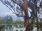 Rento casa campestre en Condominio campestre con lago,...