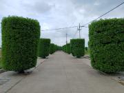 Rera Approved Plot Main U 1000 Sq. Ft. Plot in Bhawrasla...