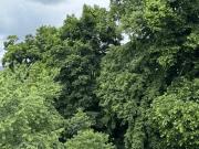 RESERVIERT! LUXUS GRÜN Ruhelage MITTEN in der Stadt!...