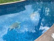 Residencia de Lujo en La Herradura Amplio Terreno,...