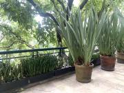 Residencial Blvd Reforma II Santa Fe Depto terraza listo...