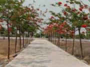 RESIDENTIAL PLOT 1200 sq ft in Pacheda, Raipur | Property