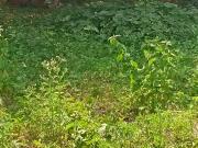 Residential Plot in Anjanapura Township for resale...