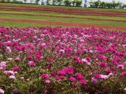 Residential Plot in Cherakupalle for resale...