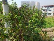 Residential Plot in Chipale for resale Navi Mumbai. The...