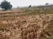 Residential Plot in Dholera for resale Ahmedabad. The...