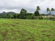 Residential Plot in Dugaon for resale Nashik. The...