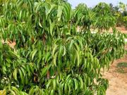 Residential Plot in Harohalli for resale Bangalore. The...