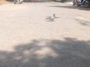 Residential Plot in JP Nagar for resale Bengaluru. The...