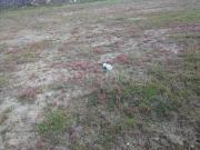 Residential Plot in Karve Nagar for resale Pune. The...