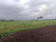 Residential Plot in Khopate for resale Kacherpada. The...