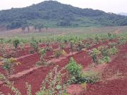 Residential Plot in Kothavalasa for resale...