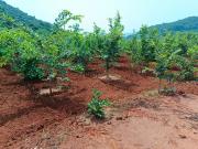 Residential Plot in Kothavalasa for resale...