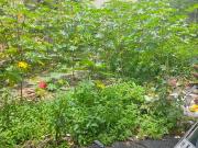 Residential Plot in Mahadevapura for resale Bangalore...