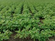 Residential Plot in Mahalakshmi Nagar for resale Indore....