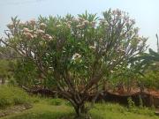 Residential Plot in Murbad for resale Thane. The...