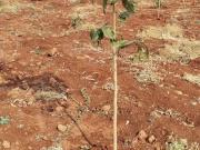 Residential Plot in Narayankhed for resale Hyderabad....