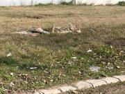 Residential Plot in New Chandigarh for resale...