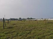 Residential Plot in Oragadam Industrial Corridor for...